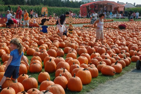 Pumpkin Farm