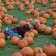 Pumpkin picking at the great Pumpkin patch